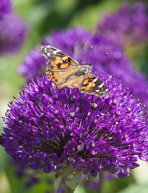 Another View of the Butterfly