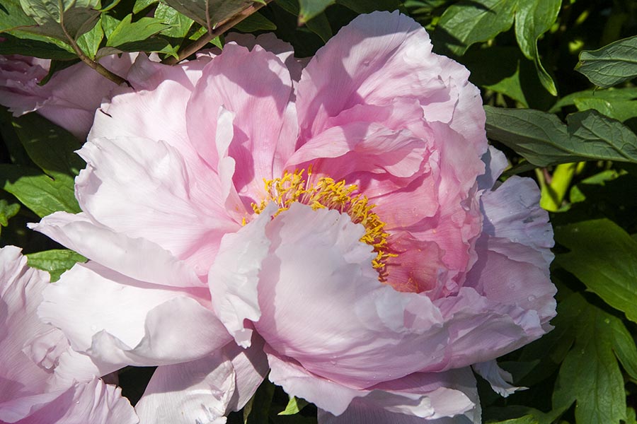 Pale Pink Peony