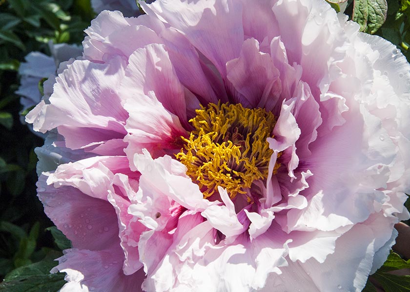 Frilly Pink Peony