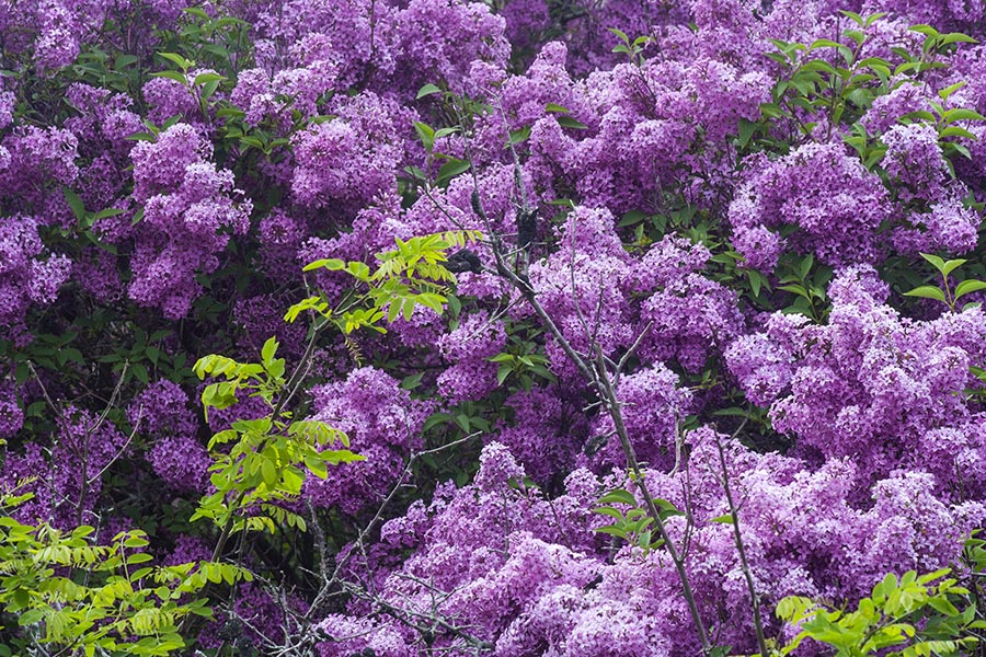 Lilacs in Prince Edward County