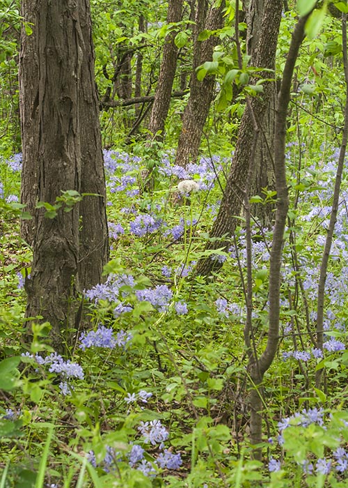 Blue Forest Floor