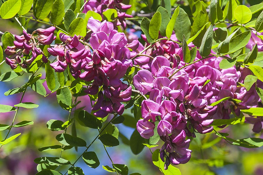 Pink Robinia in Bloom