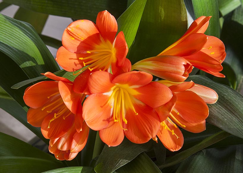 the Clivia is Blooming