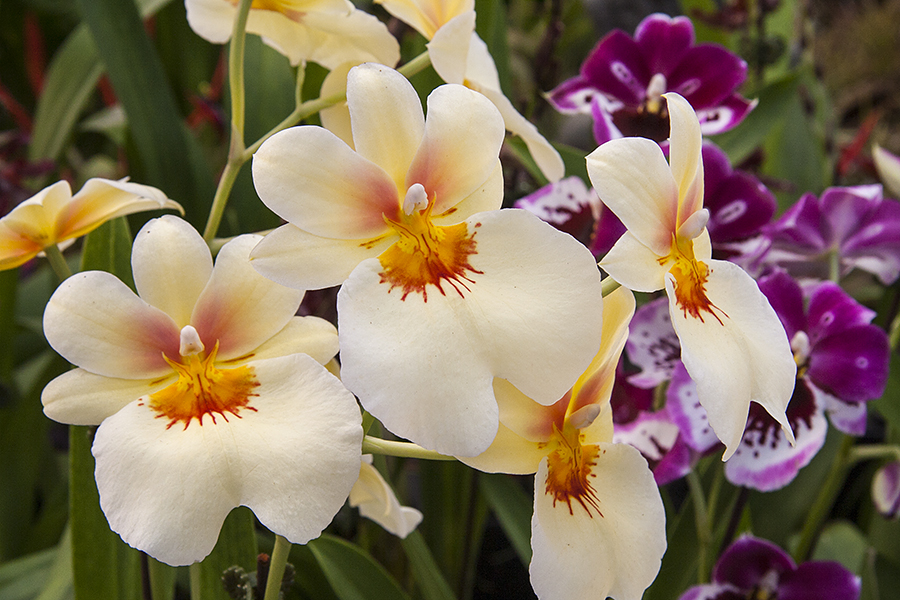 Cheery Orchids