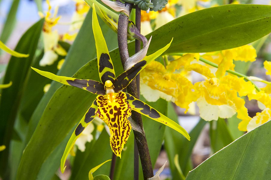 Spidery Orchid