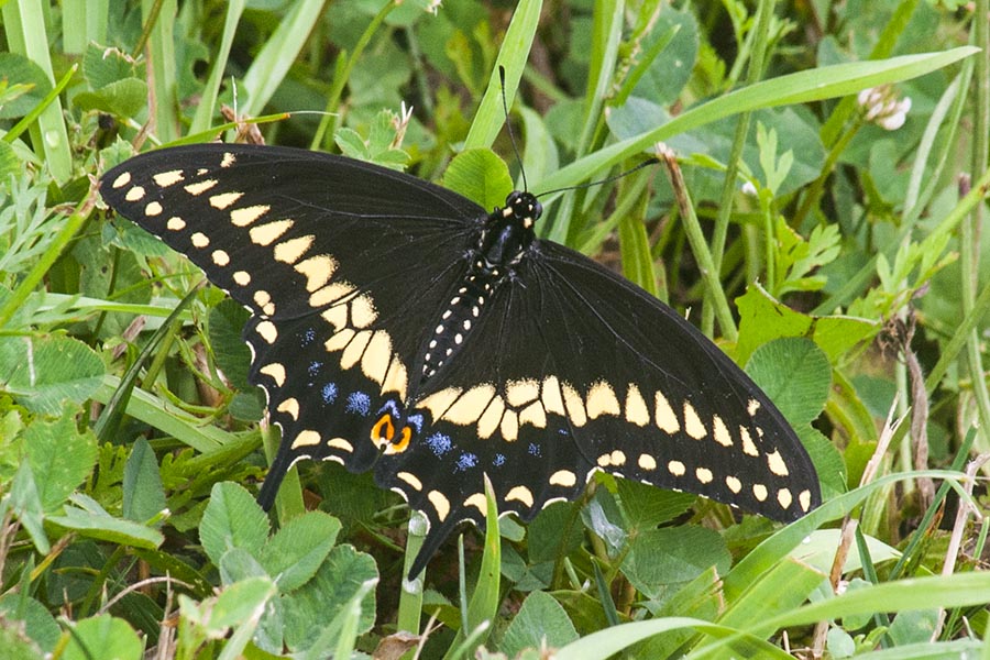 Black Swallowtail Butterfly