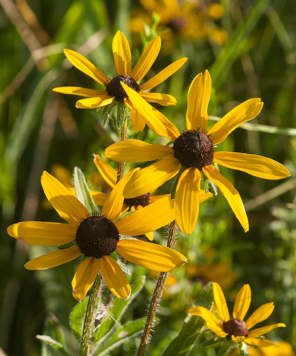 Black-Eyed Susan