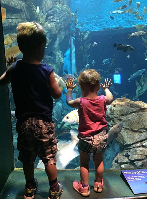 Looking at all the Fish