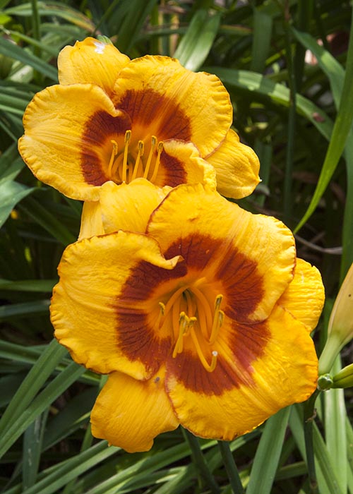 Day Lily Twins