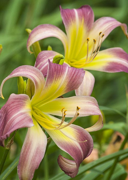 Day Lilies in Bloom