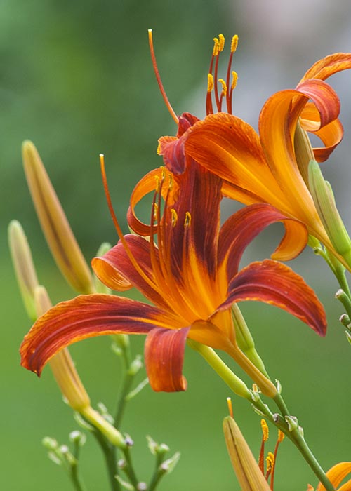 Red Day Lilies