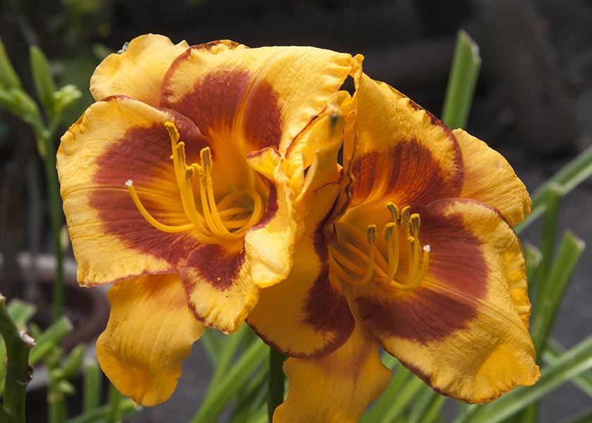 Day Lilies in Bloom