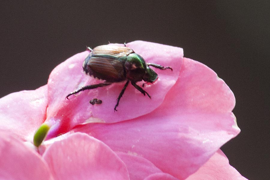 Japanese Beetle