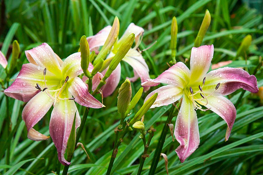 Droopy 'Spider' Lilies
