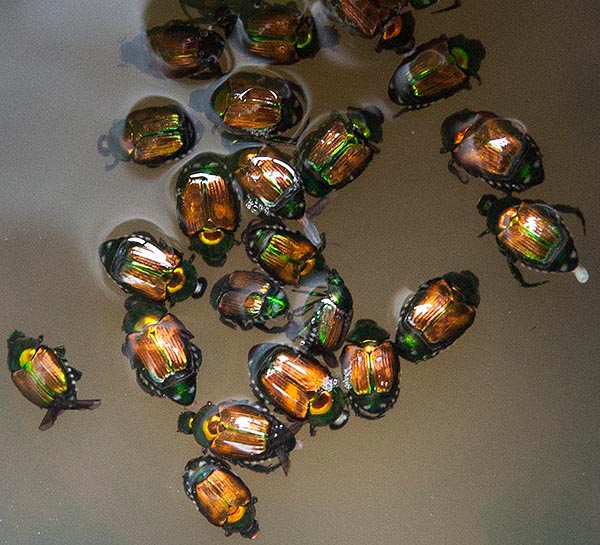 Floating Beetles