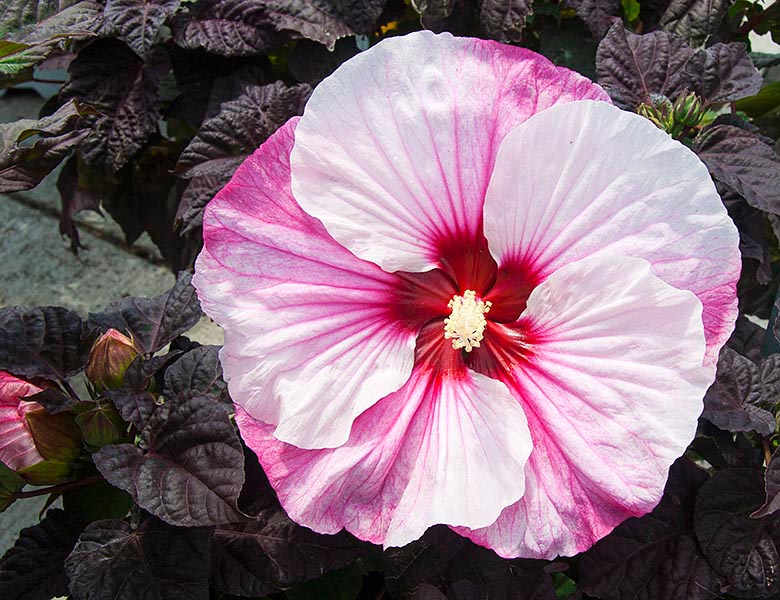 Annual Hibiscus