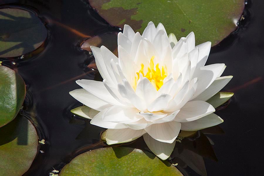 Water Lily