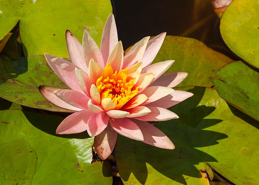 Peachy Water lily