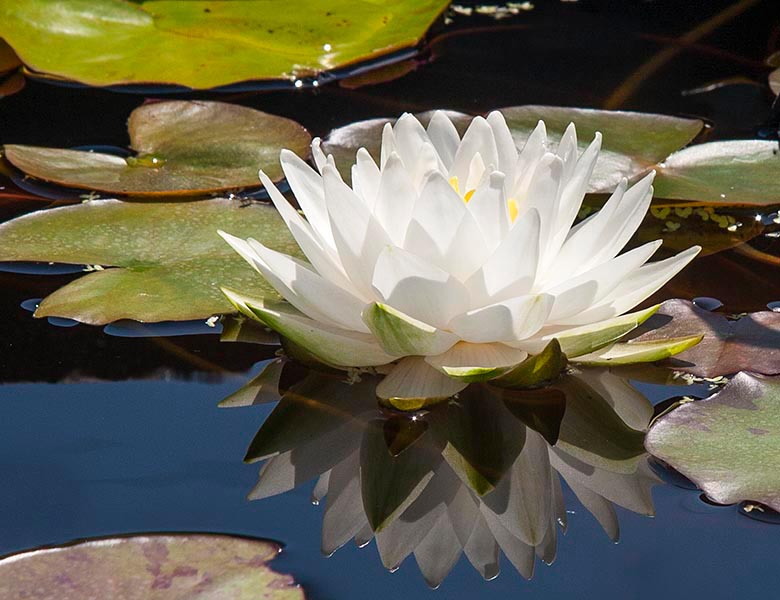 Water Lily Reflection