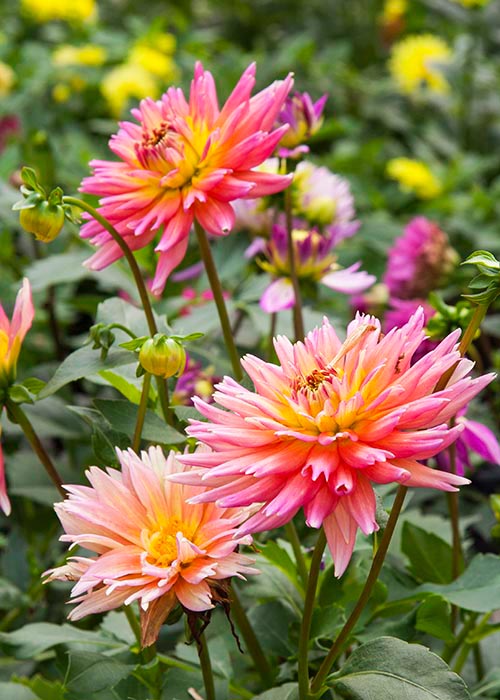 Cactus Dahlias