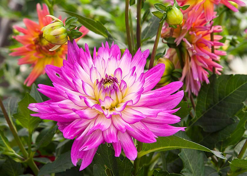 Gorgeous Dahlia