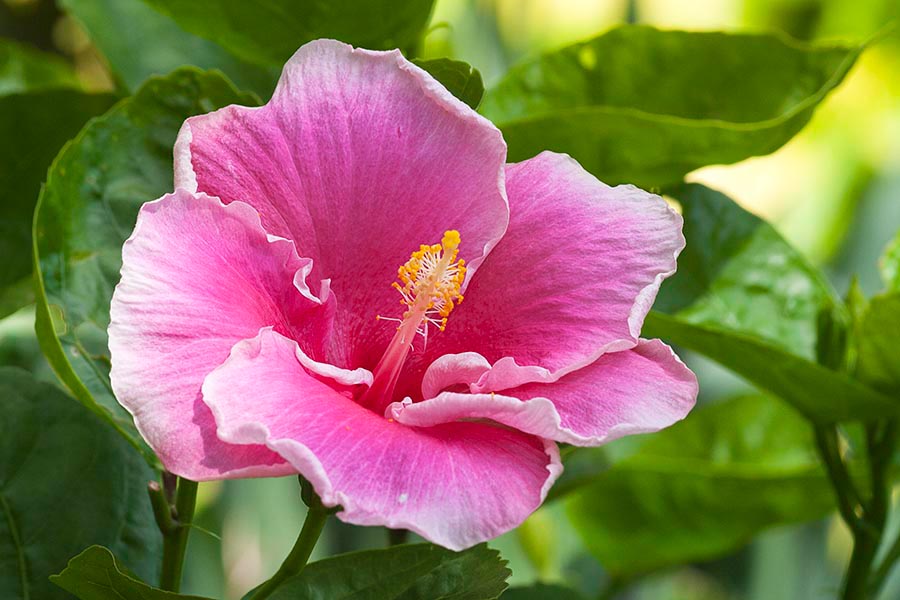 Pink Hibiscus