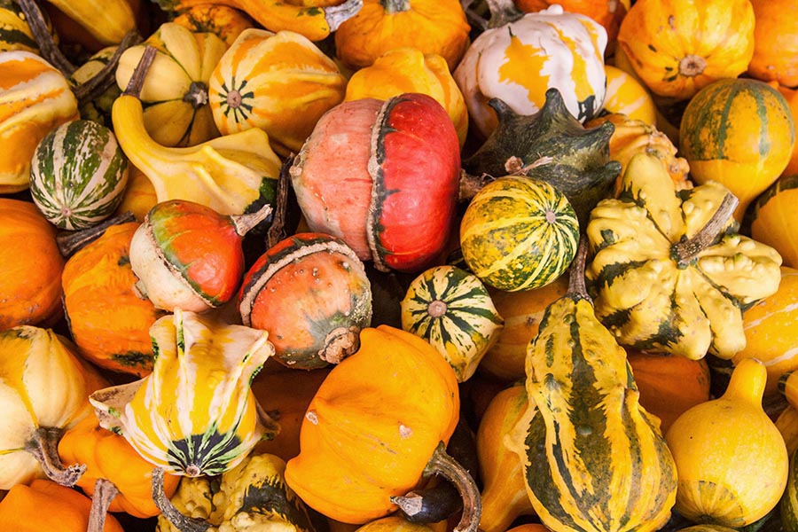 Colourful Gourds