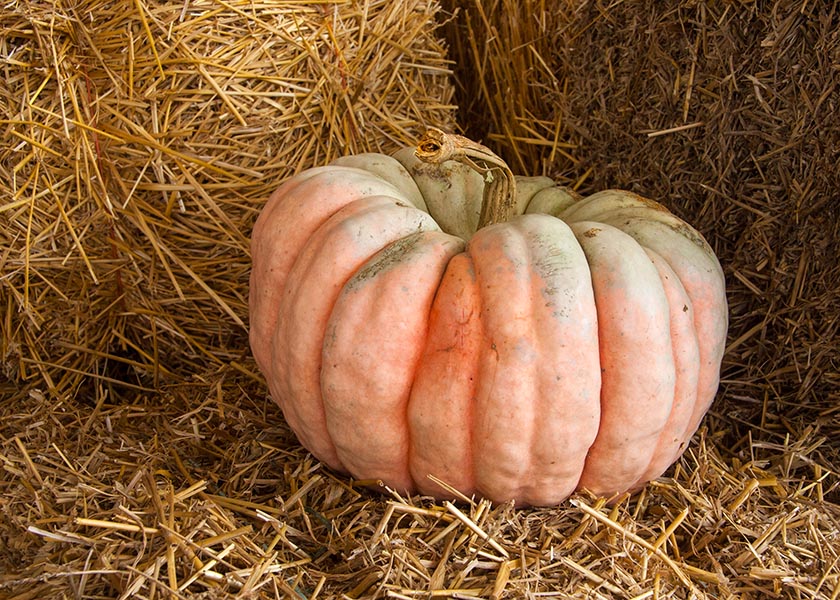 Unique Pumpkin