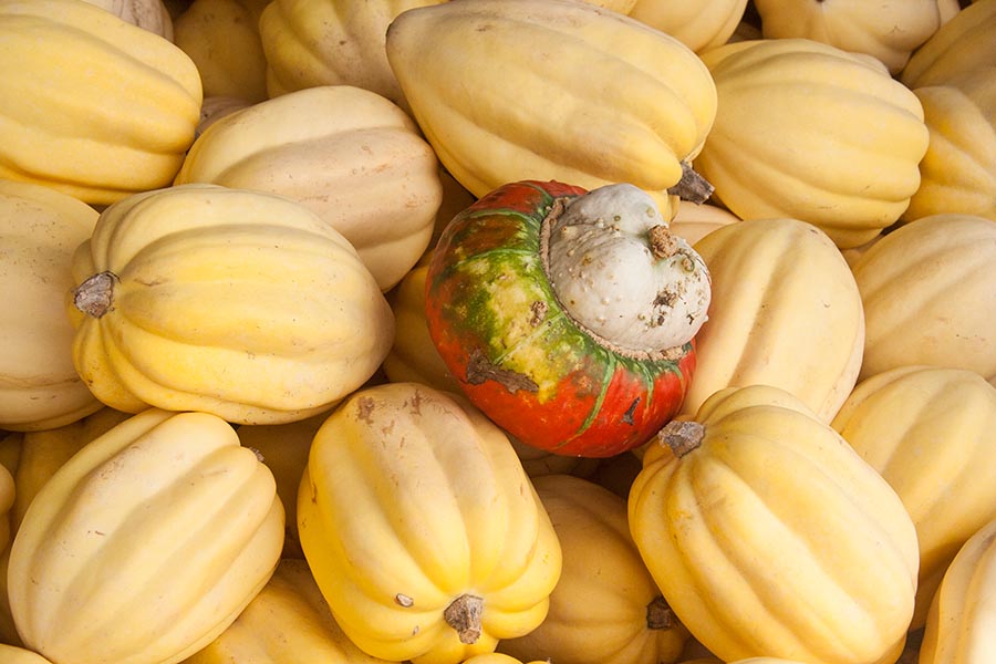 Turk's Hat Gourd