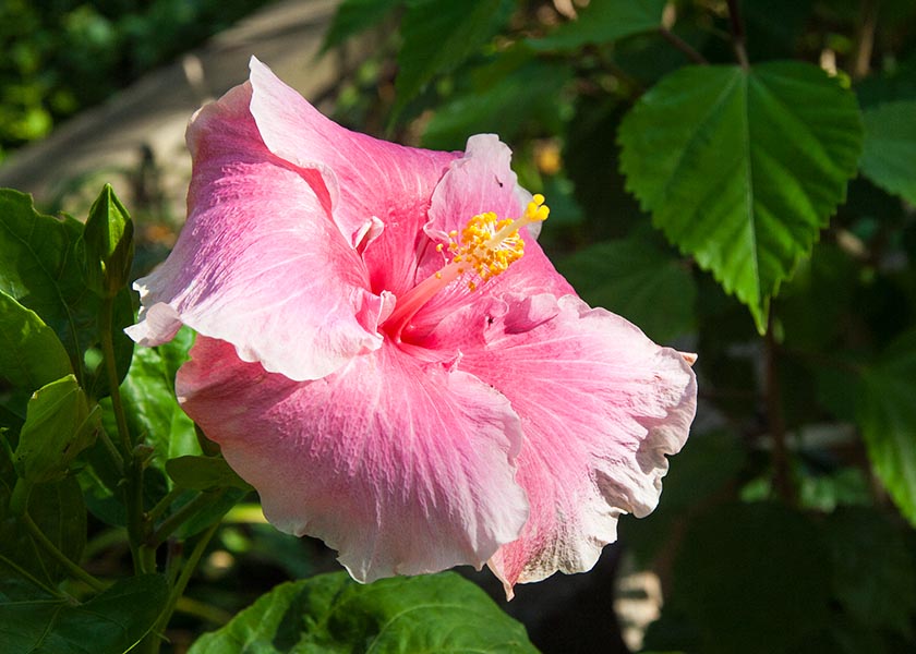 Pink Hibiscus