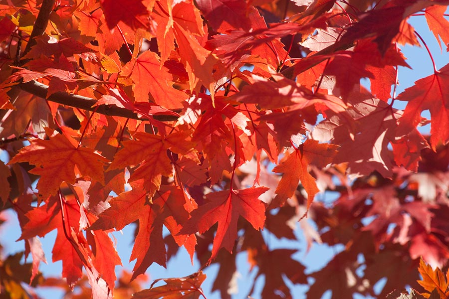 the Neighbour's Maple