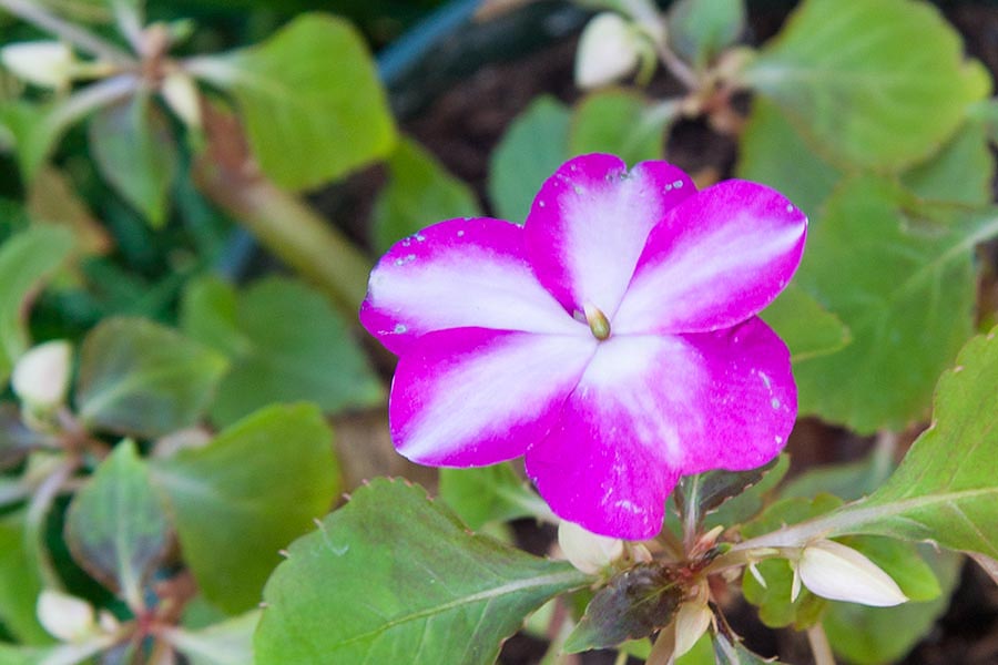 One Surviving Impatiens