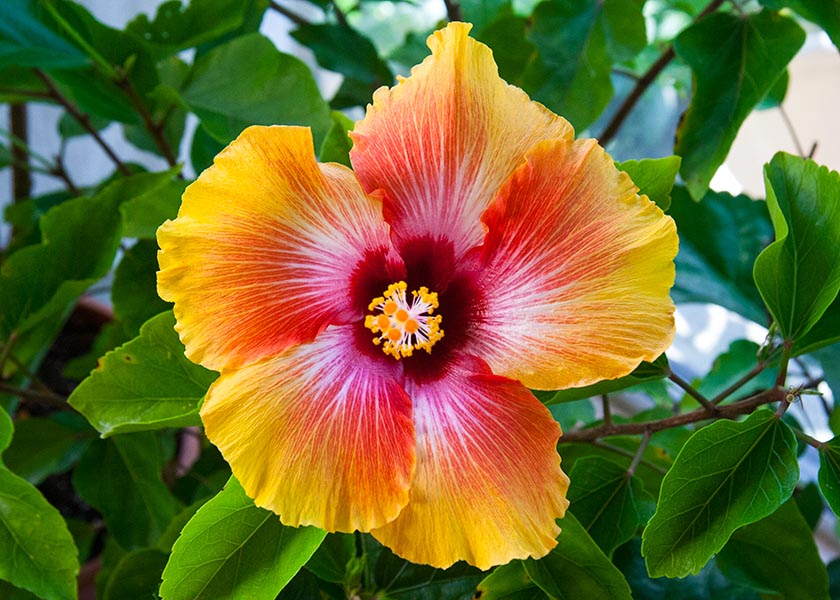 Colourful Hibiscus