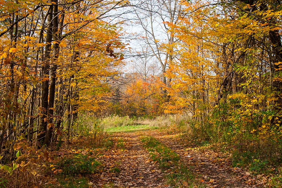 Lovely Autumn Laneway