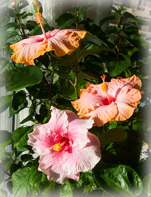 Hibiscus in the Late Day Sun