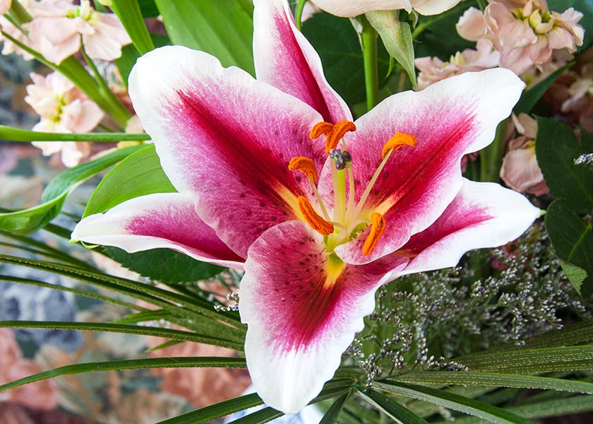 Star Gazer Lily