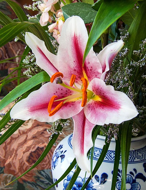 Another Lily