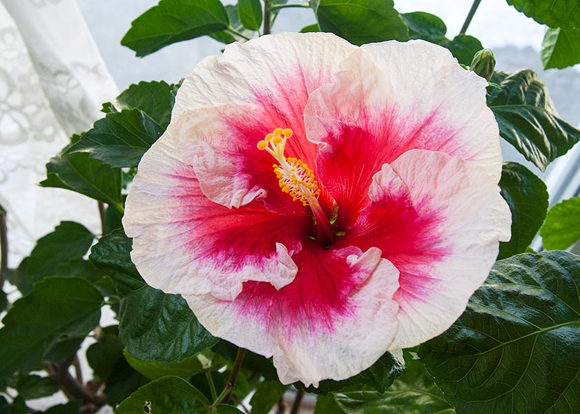 Favourite Pink Hibiscus