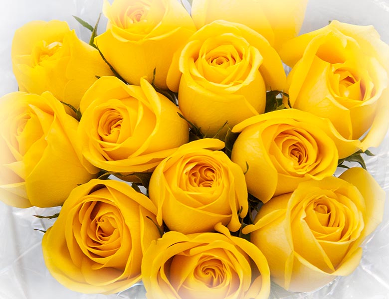 Roses from Ainsley