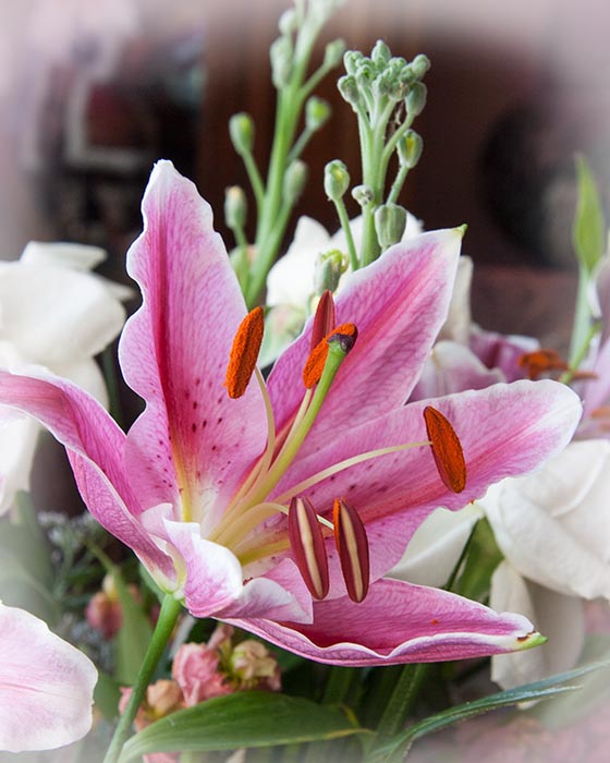 Another Lily
