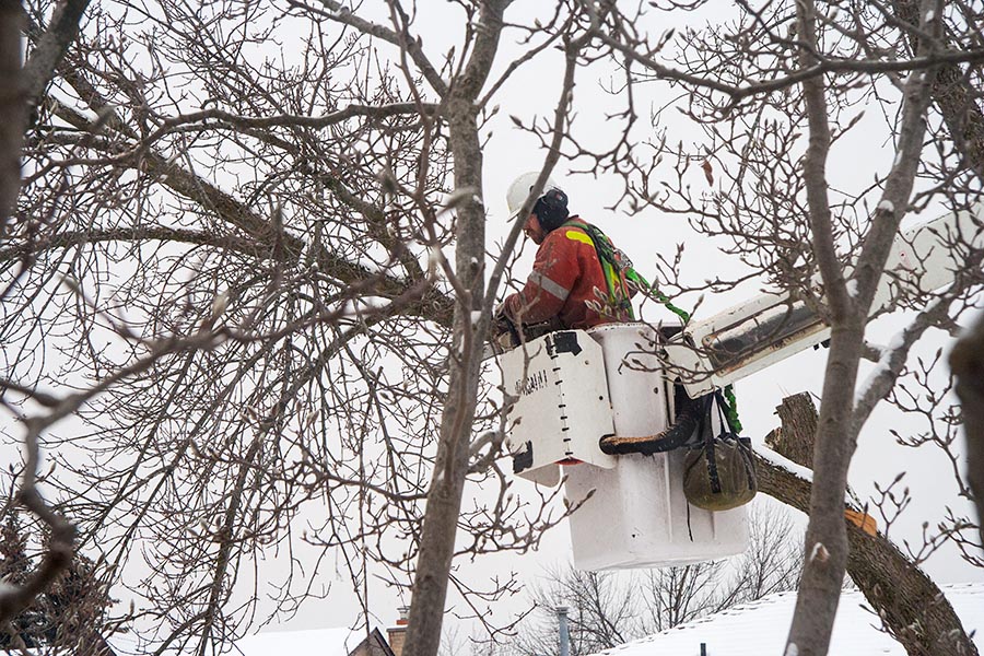 Cutting Down the Branches