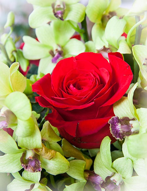Rose Among the Orchids