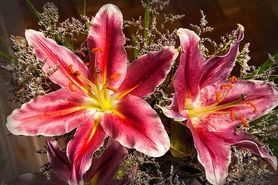 Fading Star Gazers
