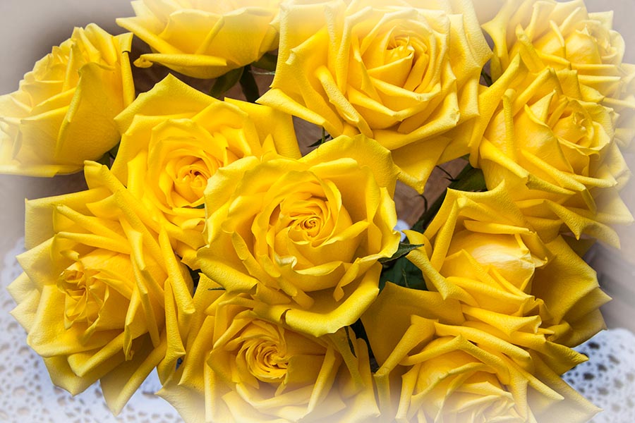 Yellow Roses