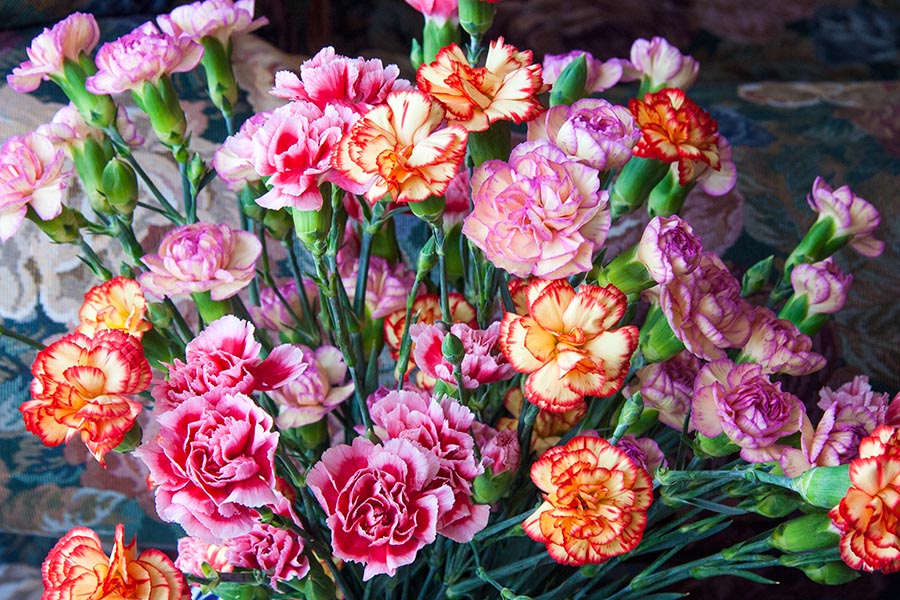 Pretty Carnations