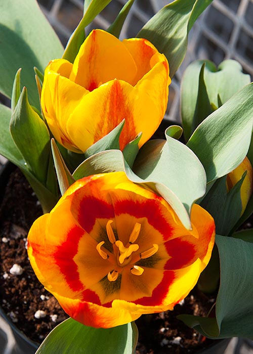 Short Tulips
