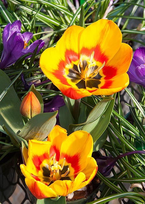 Mini Tulips