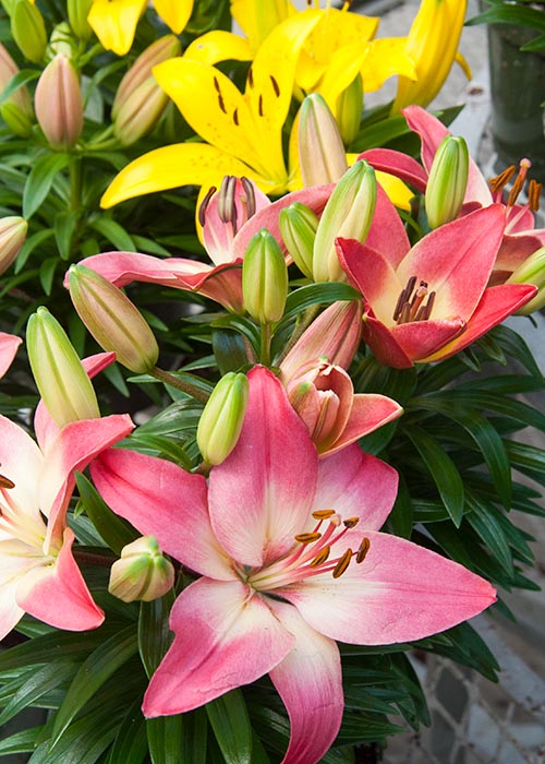 More Colourful Lilies