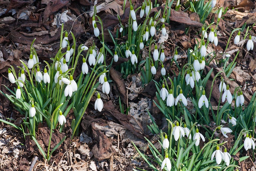 Snow Drops