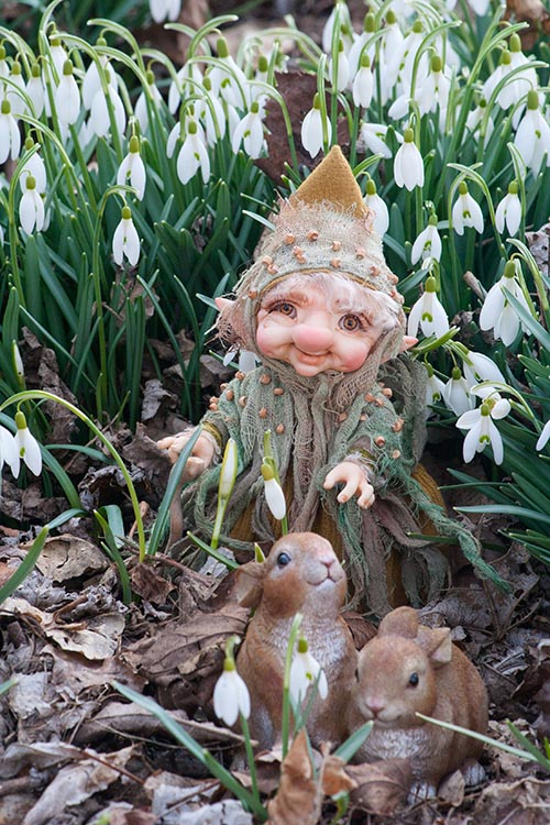 Willie in the Snowdrops